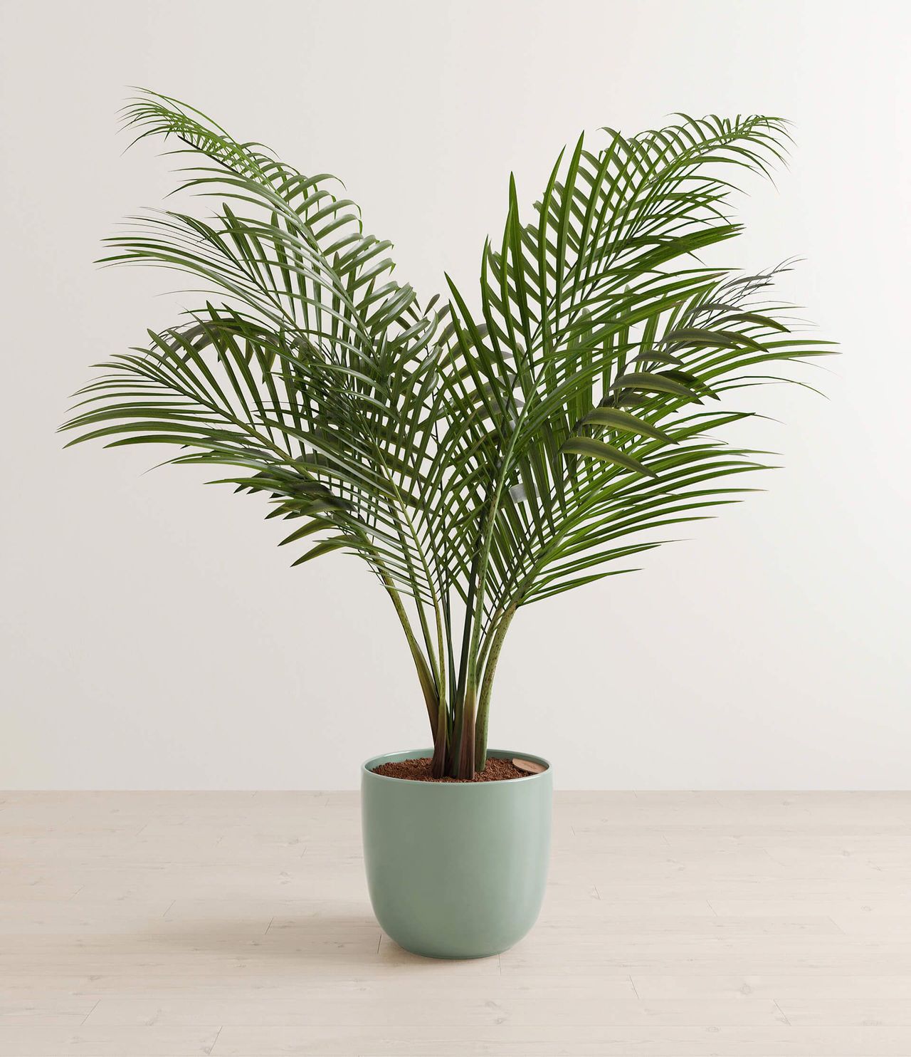 Photoreal 3D visualization of a potted plant, showcasing realistic product rendering and 3D interior visualization.