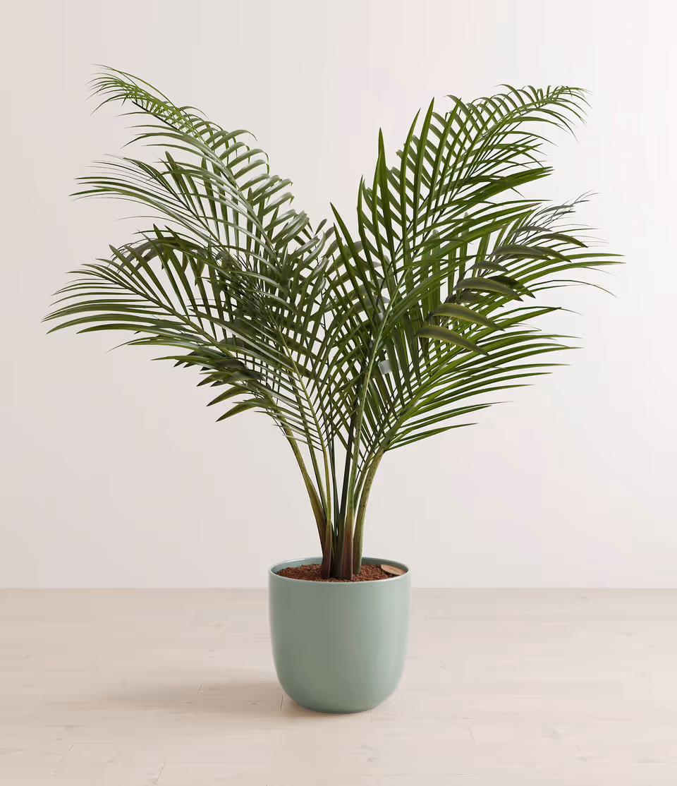 Photoreal 3D visualization of a potted plant, showcasing realistic product rendering and 3D interior visualization.