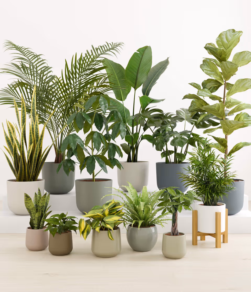 3D rendered image of various potted plants showcasing realistic 3D modeling and rendering for interior visualization