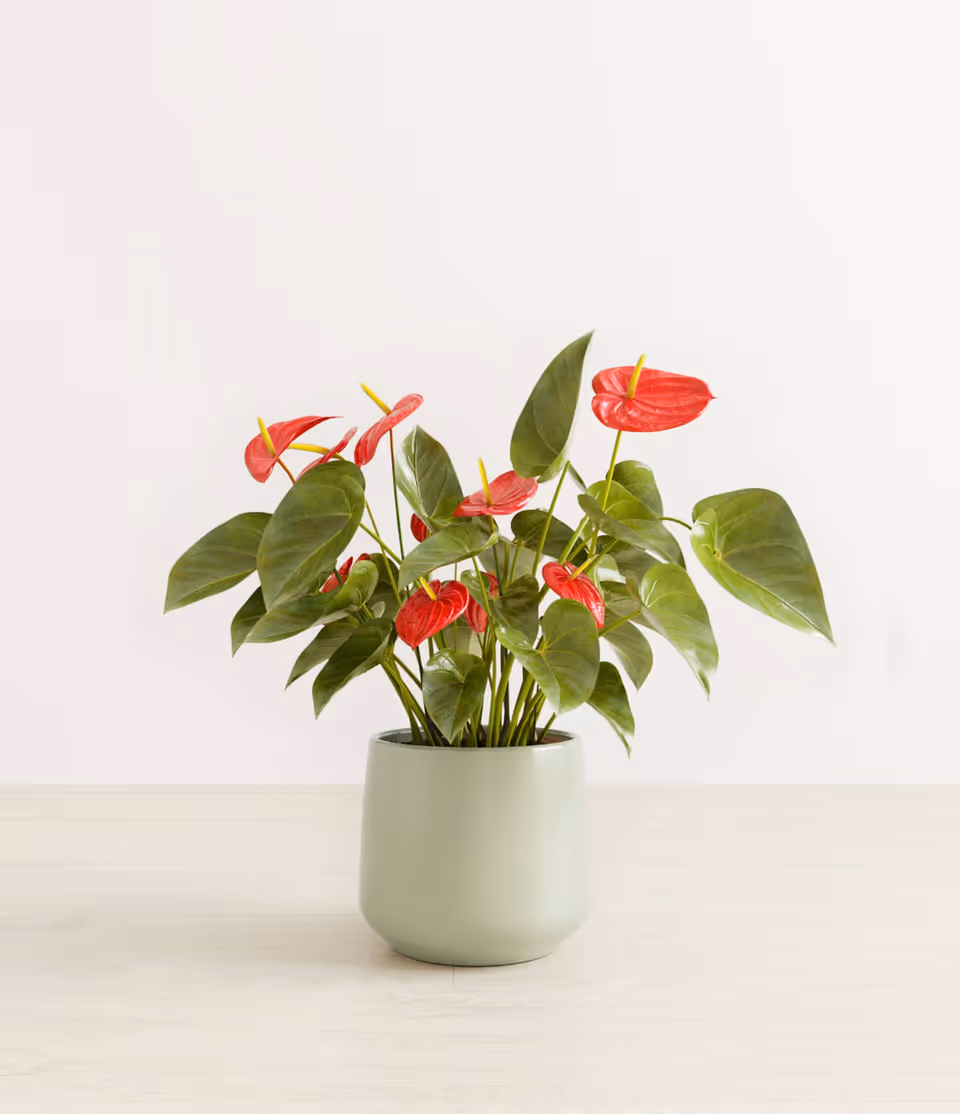 3D rendered image of a plant in a pot, showcasing photorealistic CGI and first-class 3D visualization