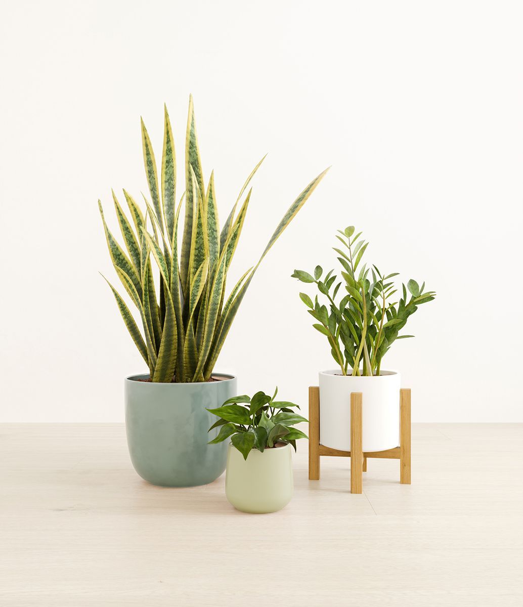 3D Rendering for 3 Different Plants in Self-Watering Pots