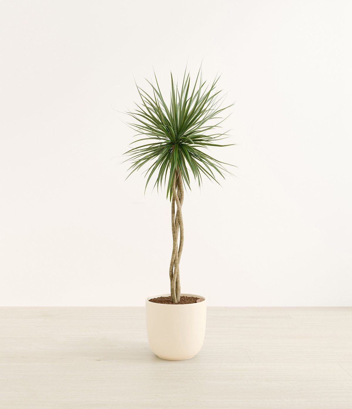 Photoreal 3D rendered image of a potted plant for interior visualization and 3D modeling projects