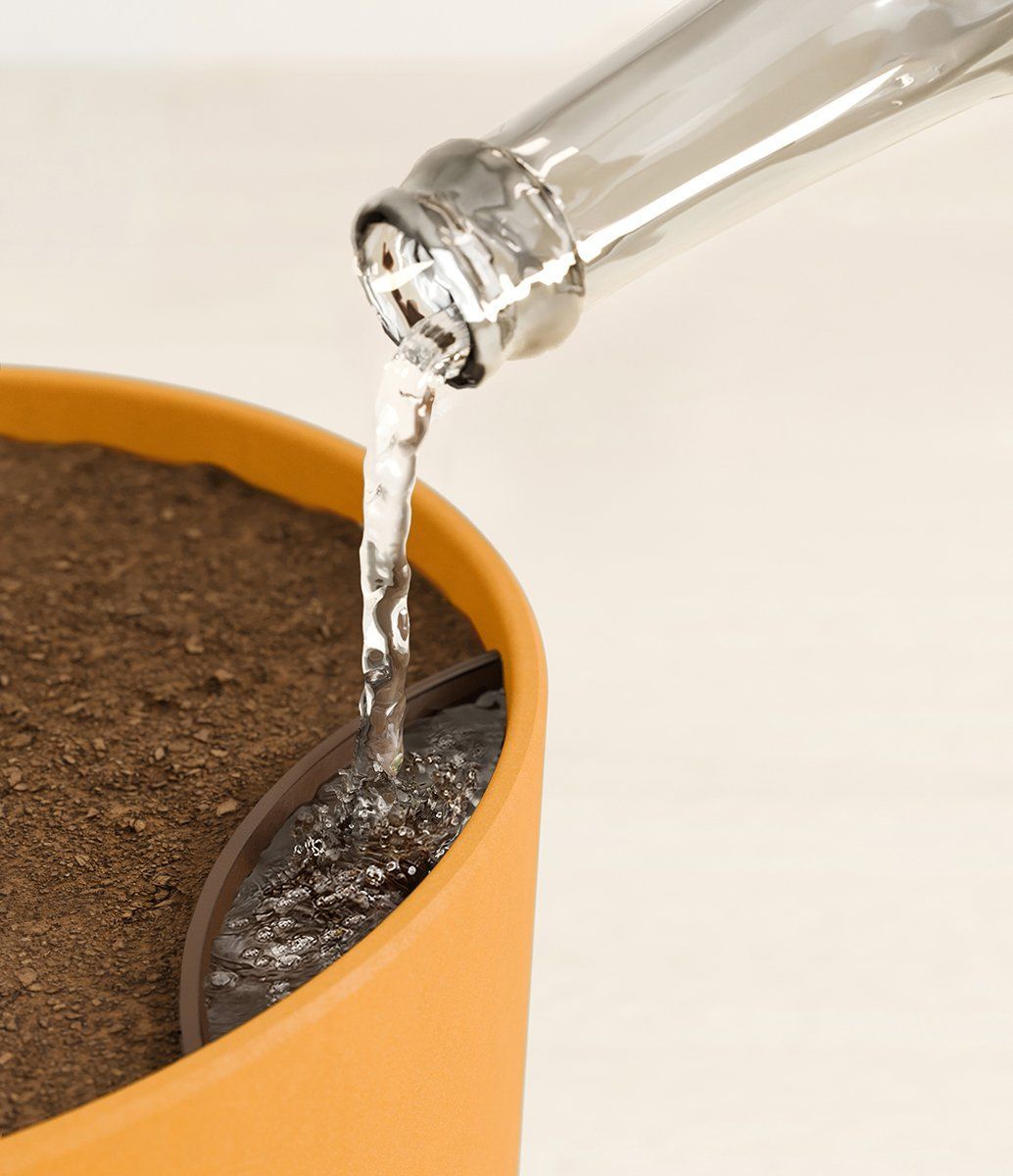 3D Rendering of Watering House Plants in a Pot