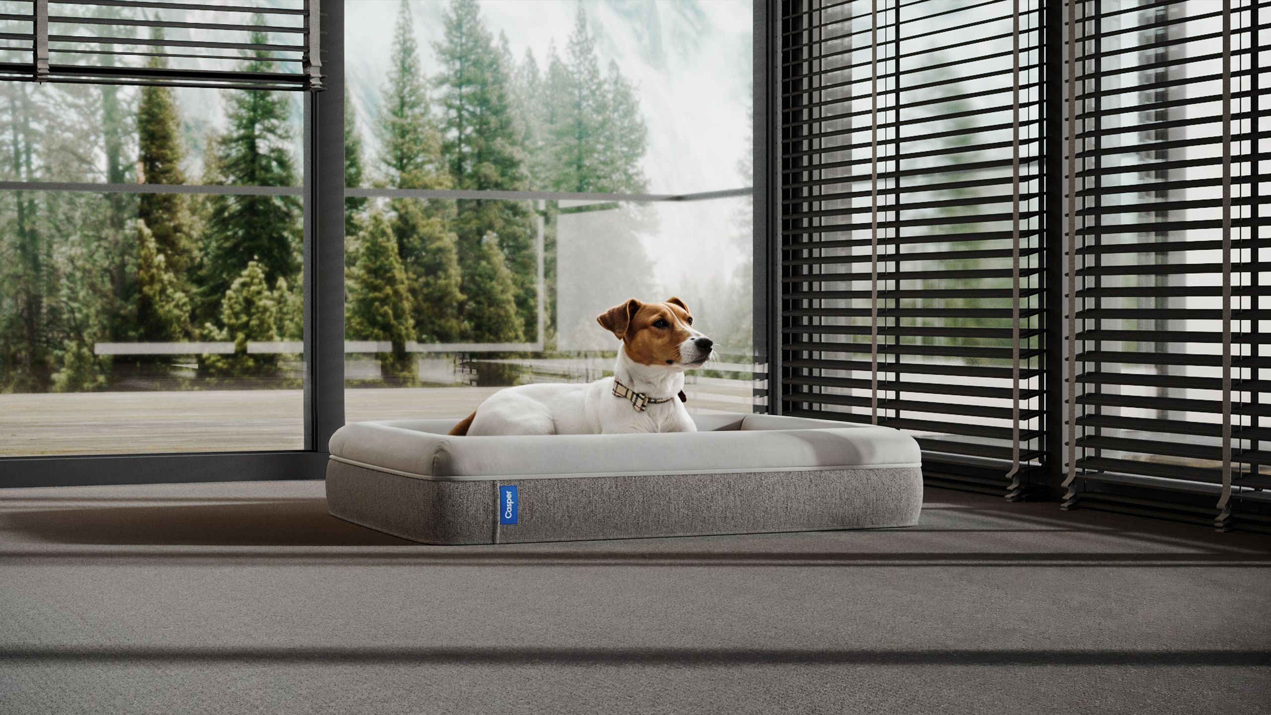 Pet Bed by Window in 3D Rendering for Product Showcase